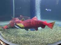 Chitose Salmon Aquarium 