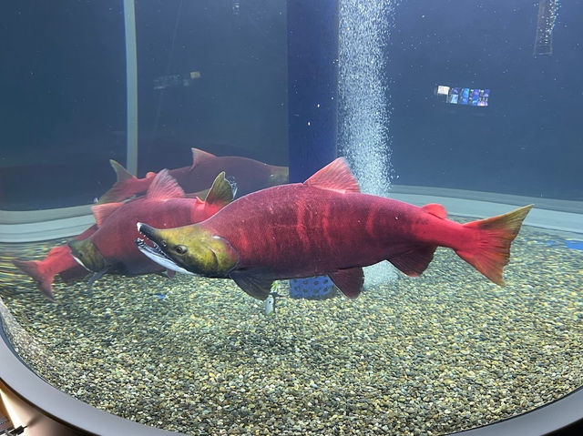 Chitose Salmon Aquarium 
