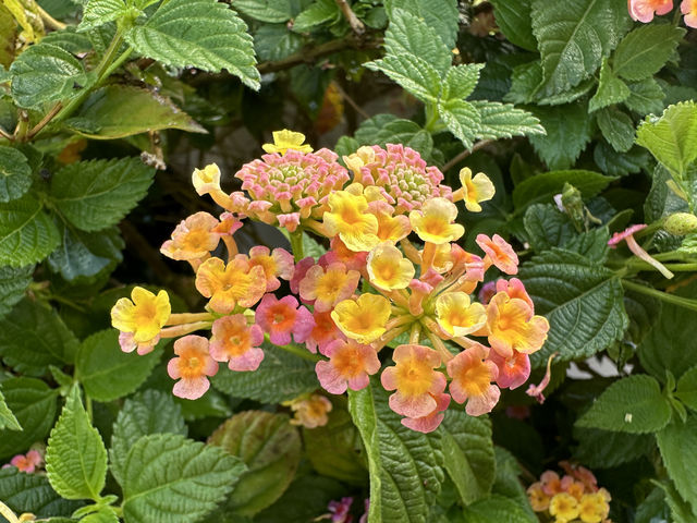 香港好去處．坐港鐵屯馬線去賞櫻(二)．馬鞍山恆明街  坐 #港鐵屯馬線 除了可以去天水圍公園賞櫻，還可以去 #馬鞍山 #恆明街休憩處 #賞櫻。  在 #恆安站 下車，經A出口步行約5分鐘便