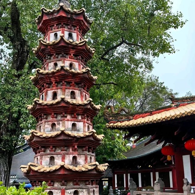 ✨廣州光孝寺~賞黃花風鈴木✨