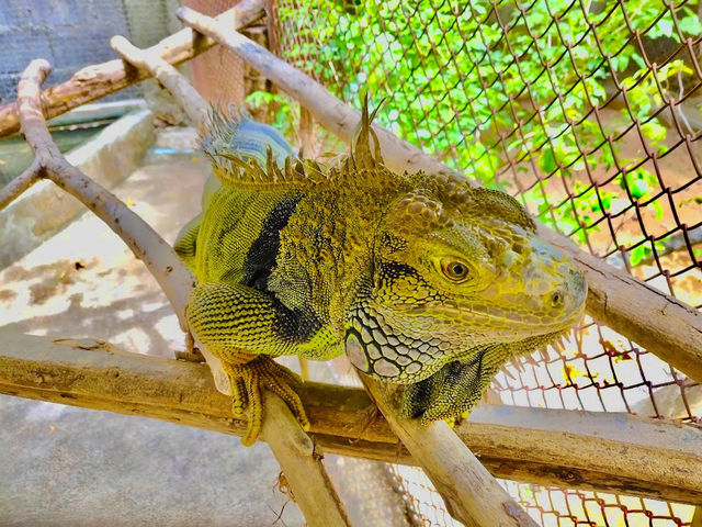 Samui Crocodile Farm 