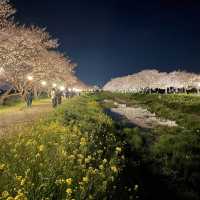 夜の川に映り込む桜のリフレクションが素敵