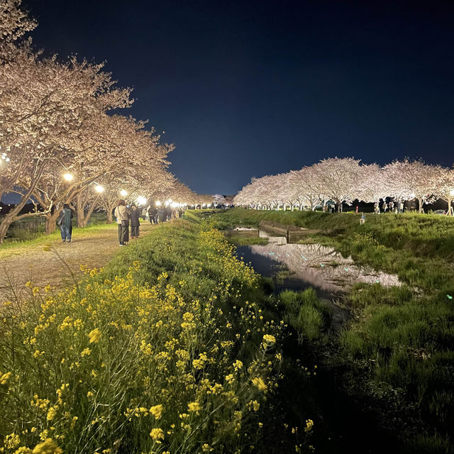 夜の川に映り込む桜のリフレクションが素敵
