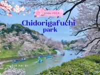 Chidorigafuchi park จุดชมดอกซากุระ ใจกลางโตเกียว