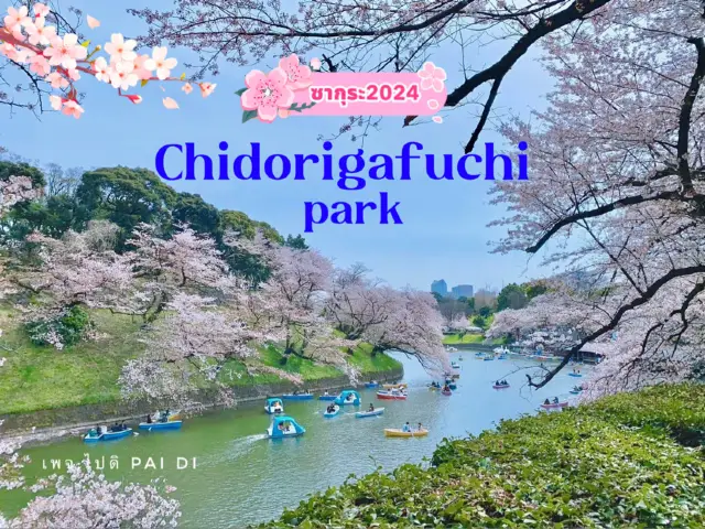 Công viên Chidorigafuchi, điểm ngắm hoa anh đào giữa lòng Tokyo
