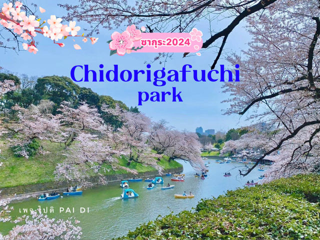 Chidorigafuchi park จุดชมดอกซากุระ ใจกลางโตเกียว