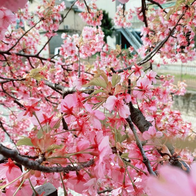 京都　淀水路の河津桜