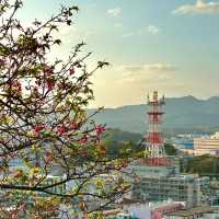 賞櫻勝地【夢幻櫻海】折本山公園