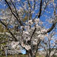 都城市観音池公園の桜