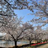 金海　蓮池公園