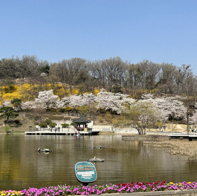 서울 벚꽃놀이는 북서울꿈의숲으로~🌸