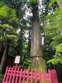 【箱根】絶対に行きたい!!辰年にピッタリな最強神社!!