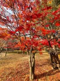 Autumn in Nami Island 🍂 