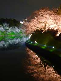 【千鳥ヶ淵/東京都】さくらまつり夜桜ライトアップ