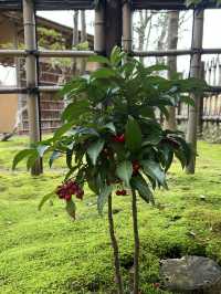 【福岡観光】季節の花々や日本庭園が楽しめる施設