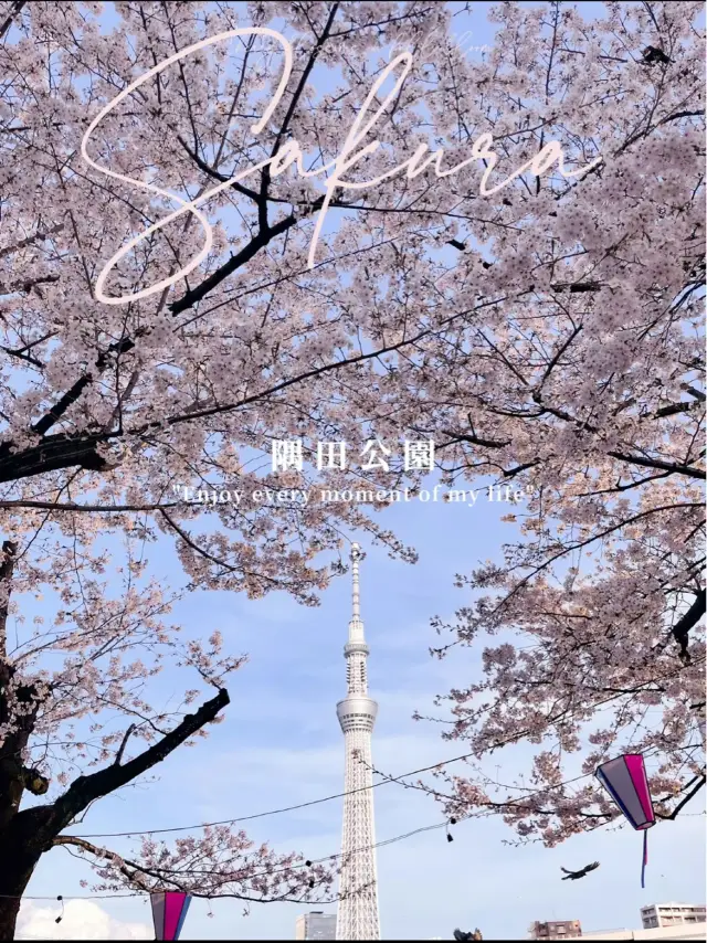 1kmにわたる桜並木が圧巻！隅田公園の桜🌸