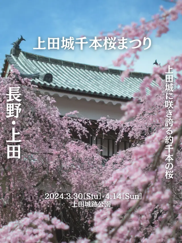 【長野】圧巻の桜景色🌸 上田城跡公園