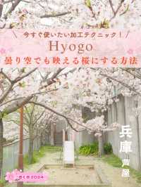 【兵庫・芦屋】曇り空でも映える桜にする方法