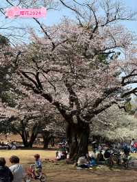 東京賞櫻好去處🌸 光之丘公園🌻🌱🌲