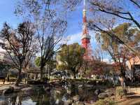 東京タワーが綺麗に見える芝公園🗼