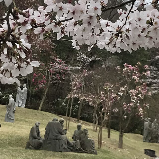 仏教の誕生日4/8さくら満開