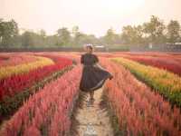 วิ่งเล่นท่ามกลางทุกดอกซิโรเซีย@กาญจนบุรี