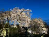 🌸京都圓山公園：櫻花海洋，兼具歷史氣息