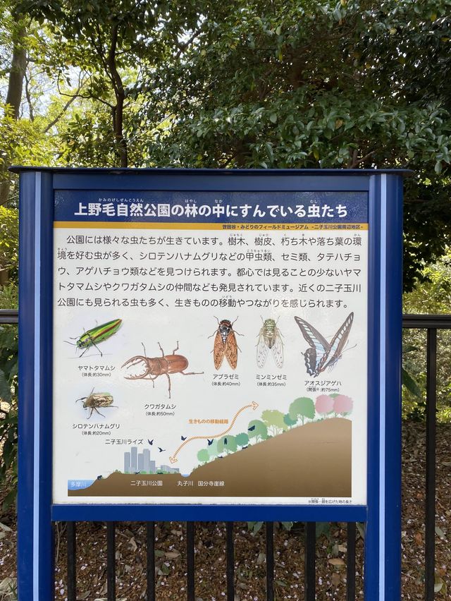 【世田谷区】上野毛自然公園