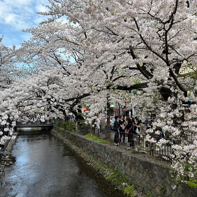 京都の綺麗な桜達🌸