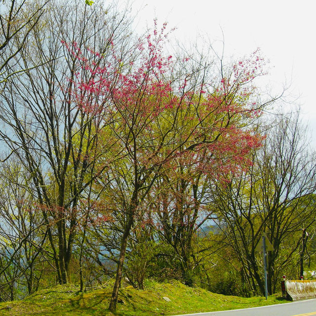 Blossoms dance in the gentle breeze🌸🇹🇼🌸