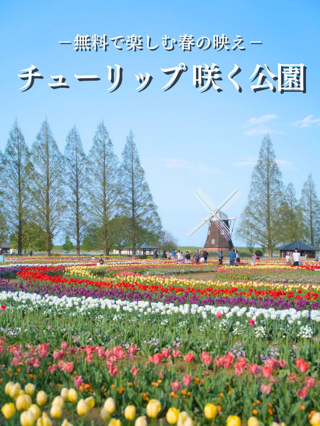 【千葉】今週末行こう💨風車とチューリップのコラボが絵になるスポット✨※目的地設定情報付
