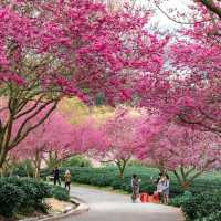 臺北貓空觀光茶園：小火車遊園獨特體驗