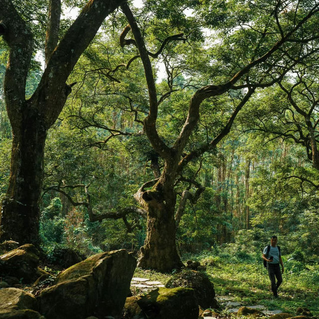 太平山國家森林遊樂區：山林間的寧靜與美麗 🌲🏞️