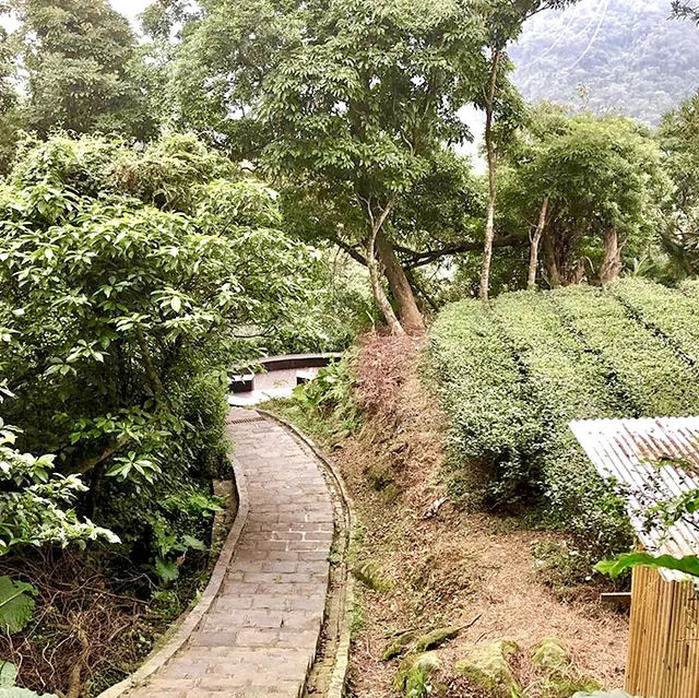 🌟 Discover Taipei's Hidden Gems: Tea Cultures and Skyline Splendors! 😍