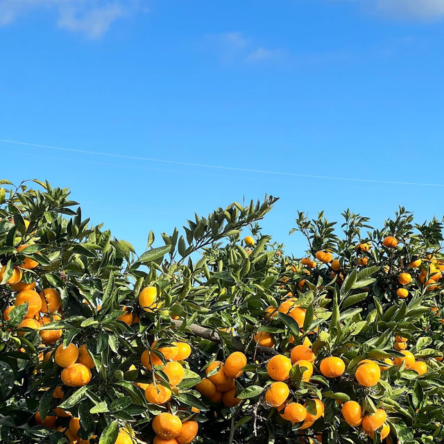 濟州島~簡直係橘子王國🍊🍊