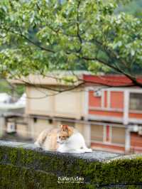 🐱🐱เที่ยวหมู่บ้านแมวที่ไต้หวัน