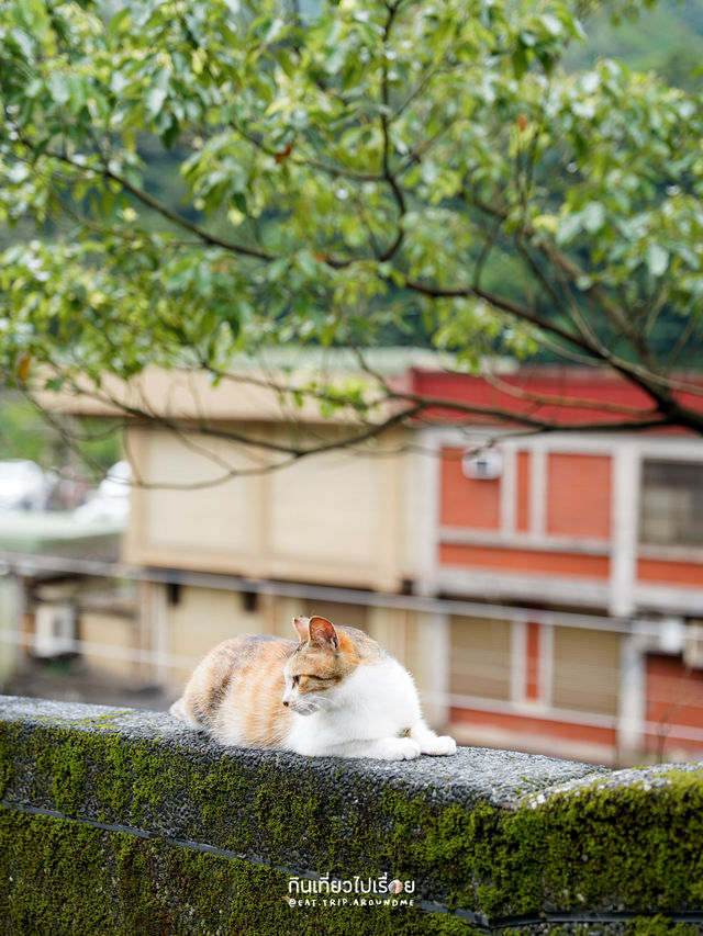 🐱🐱เที่ยวหมู่บ้านแมวที่ไต้หวัน