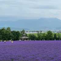 崇明薰衣草主題公園：紫色夢境