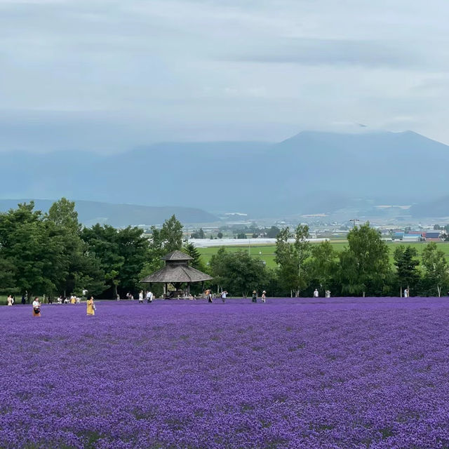 崇明薰衣草主題公園：紫色夢境