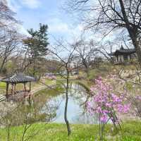Blossoms in Changdeokgung