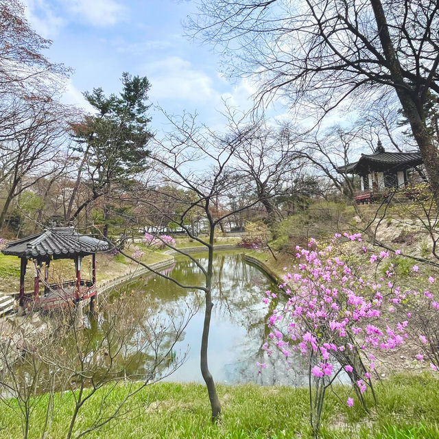 Blossoms in Changdeokgung