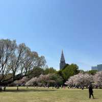 Tokyo with late sakura bloom