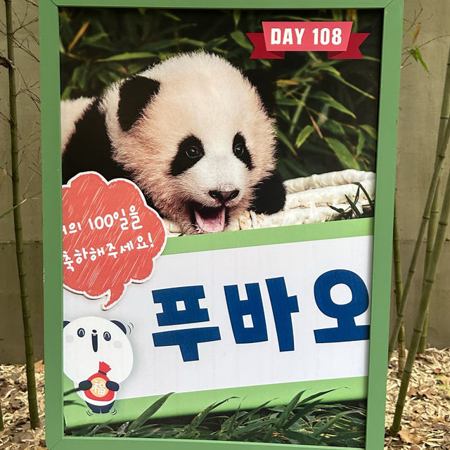 용인 푸씨 푸바오를 만나다🐼