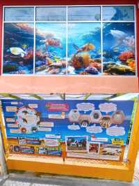 Hawksbill Turtles Conservation Efforts