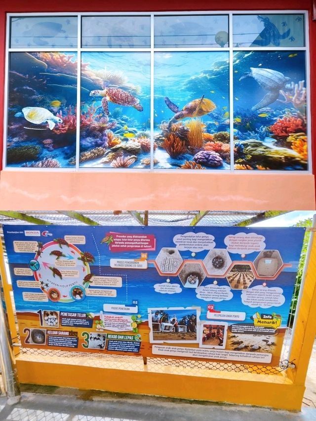 Hawksbill Turtles Conservation Efforts