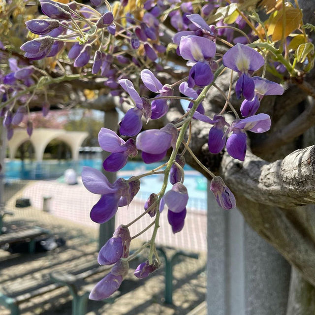 【福岡観光】園内お花で埋め尽くされていて素敵