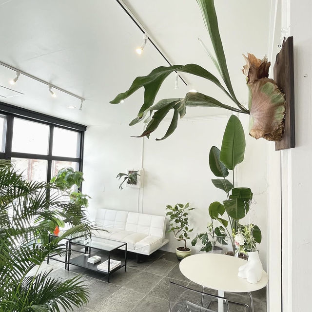 【沖縄】沖縄市の観葉植物が沢山🪴オーガニックカフェ