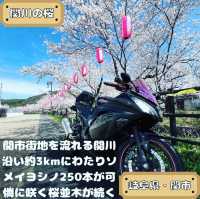関川の桜