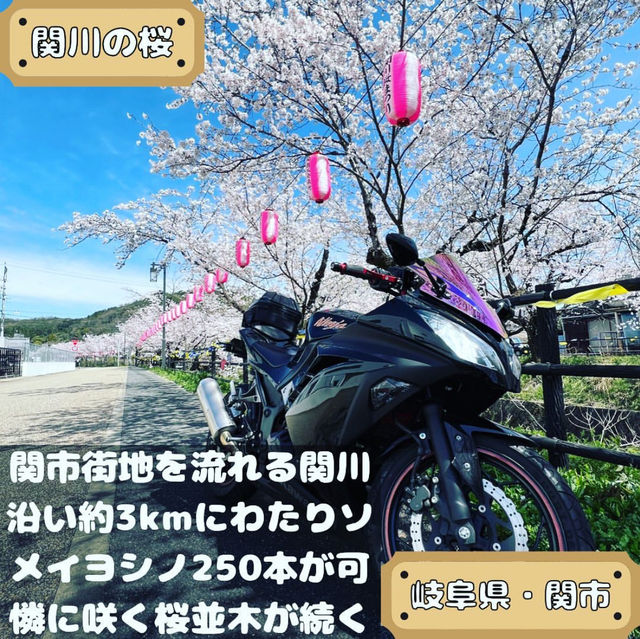 関川の桜