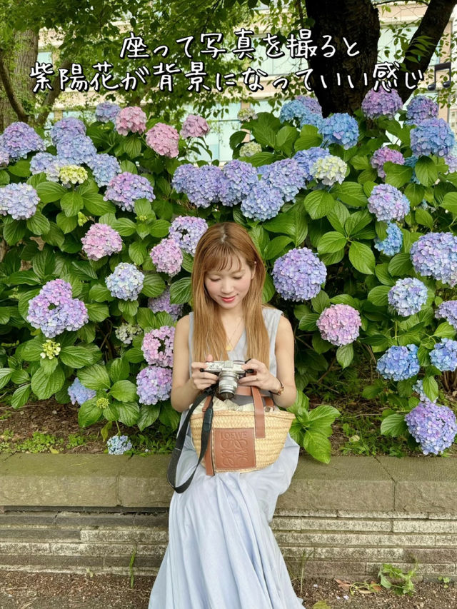 上野恩賜公園の紫陽花